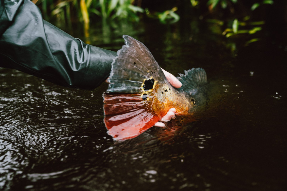 Rio Marié: Giant Peacock Bass Fishing Destination in the Am