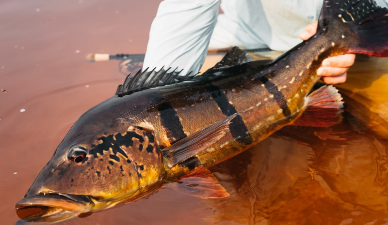 Global Attraction: Peacock Bass Fishing