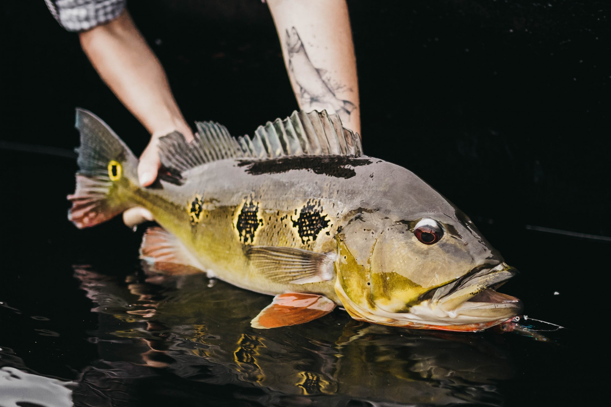 The Ultimate Peacock Bass Fishing Destination in the Amazon