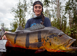 Perseverancia en medio de la crecida de las aguas: grandes recompensas en el Río Marié - semana 18