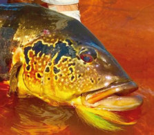 Rio Marié 2018 Season Fishing Report