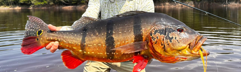 Rio Marié 2023 Season Fishing Report | Week 03 | Marié Rio de Gigantes