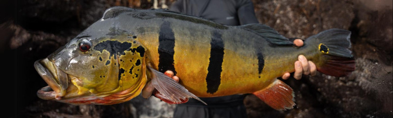 Rio Marié 2023 Season Fishing Report | Week 14 | Marié Rio de Gigantes