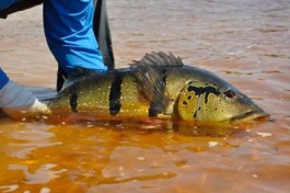 Rio Marié 2017 Season Fishing Report  