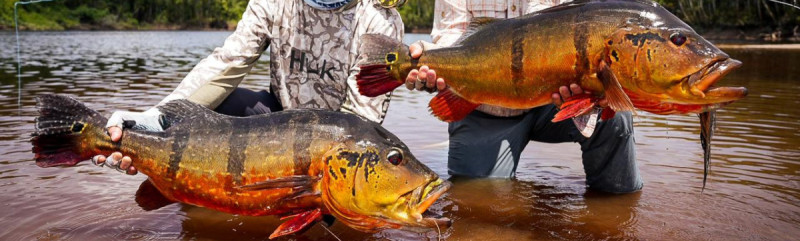 Rio Marié 2023 Season Fishing Report | Week 01 | Marié Rio de Gigantes