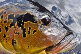 Rio Marié 2017 Season Fishing Report  