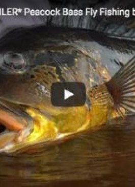 Trailer: Fly Fishing for Giant Peacock Bass at Rio Marié in Rio de Gigantes