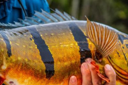 Rio Marié 2019 Season Fishing Report