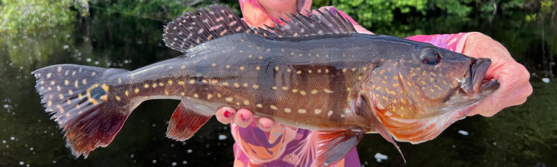 Rio Marié: Ultimate Peacock Bass Fishing Adventure