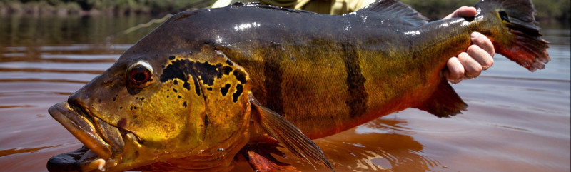 Rio Marié 2024 Season Fishing Report | Week 01 | Marié Rio de Gigantes