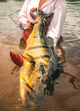 Fly Fishing for Amazon Bass