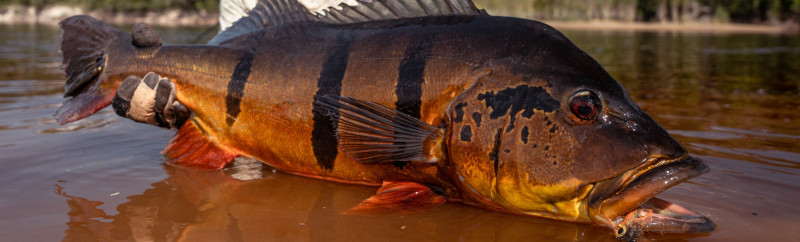 Rio Marié 2024 Season Fishing Report | Week 04 | Marié Rio de Gigantes