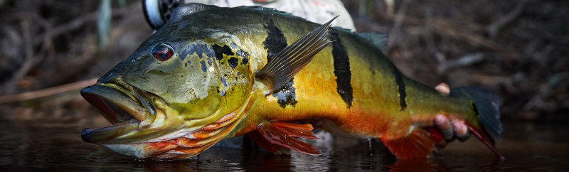 Rio Marié 2023 Season Fishing Report | Week 04 | Marié Rio de Gigantes
