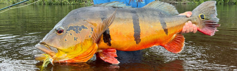 Rio Marié 2024 Season Fishing Report | Week 10 | Marié Rio de Gigantes