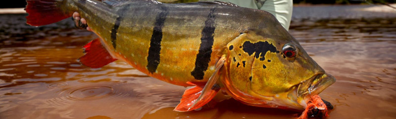 Rio Marié 2024 Season Fishing Report | Week 06 | Marié Rio de Gigantes