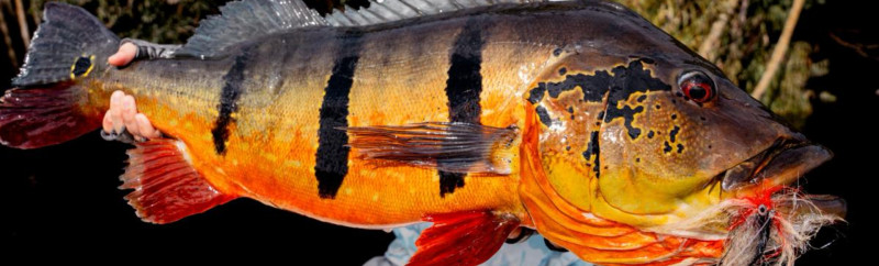 Rio Marié: Fly Fishing em Condições Desafiadoras
