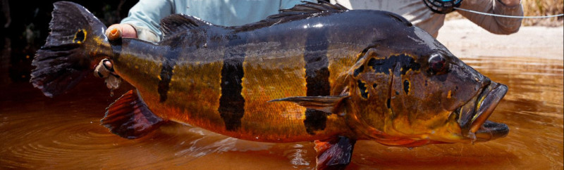 Rio Marié 2025: Fly Fishing in the Amazon