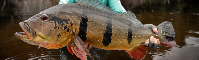 Rio Marié 2023 Season Fishing Report | Week 13 | Marié Rio de Gigantes