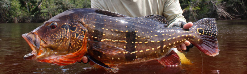 Rio Marié Fly Fishing During Fast-Dropping Water