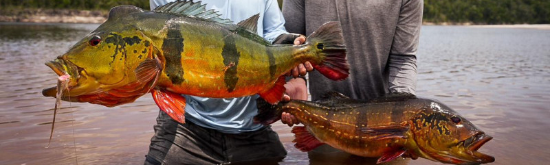 Rio Marié 2023 Season Fishing Report | Week 02 | Marié Rio de Gigantes