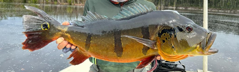 Rio Marié 2023 Season Fishing Report | Week 12 | Marié Rio de Gigantes