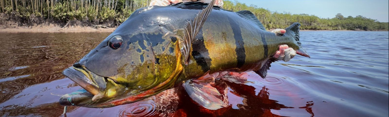 Rio Marié 2023 Season Fishing Report | Week 06 | Marié Rio de Gigantes