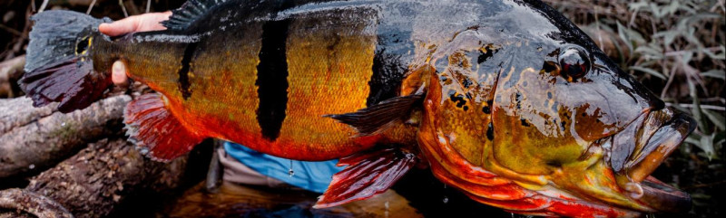 Rio Marié Fly Fishing: Trophy Peacock Bass