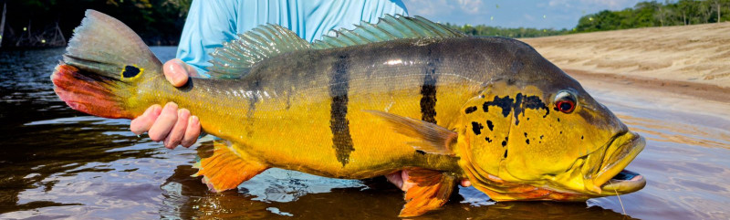 Rio Marié 2024 Season Fishing Report | Week 05 | Marié Rio de Gigantes