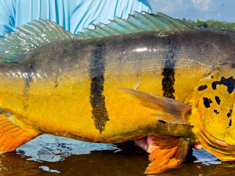 Marie Fish Rio Marié 2024 Season Fishing Report | Week 05 | Marié Rio de Gigantes