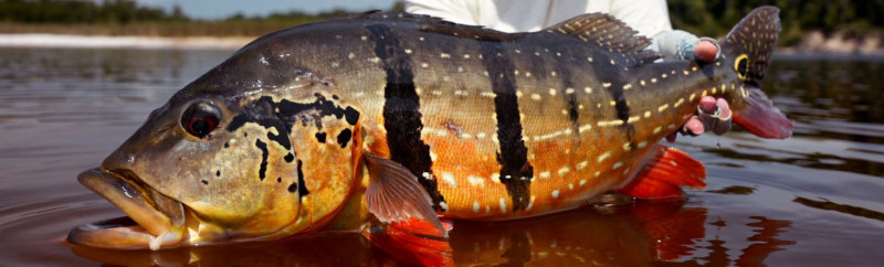 Rio Marié 2024 Season Fishing Report | Week 11 | Marié Rio de Gigantes